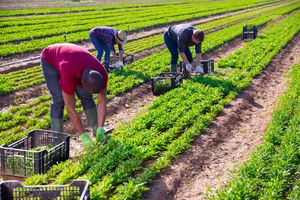 Workers harvesting salad in a field on a sunny day