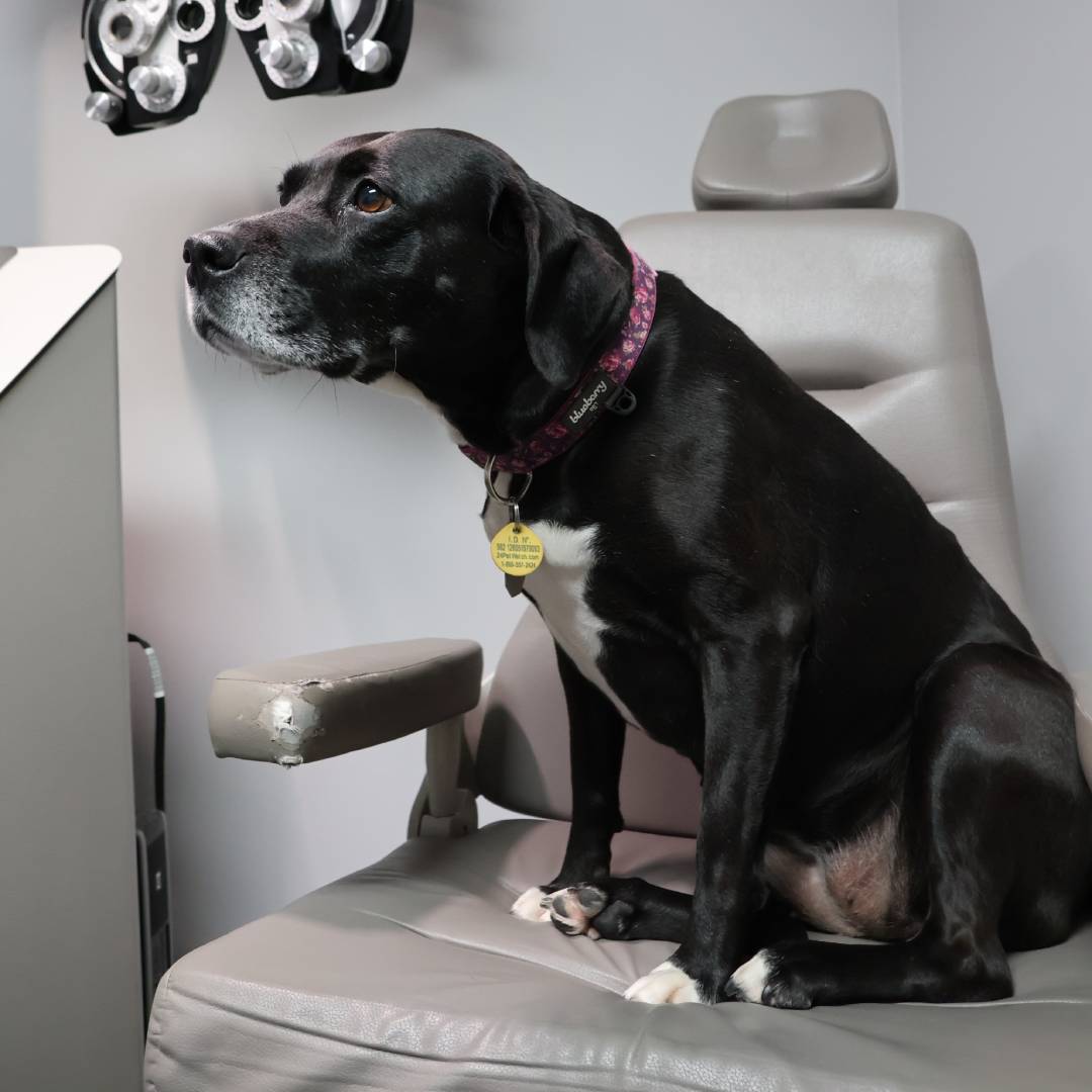 Animal eye exam at Amherst Eye Care