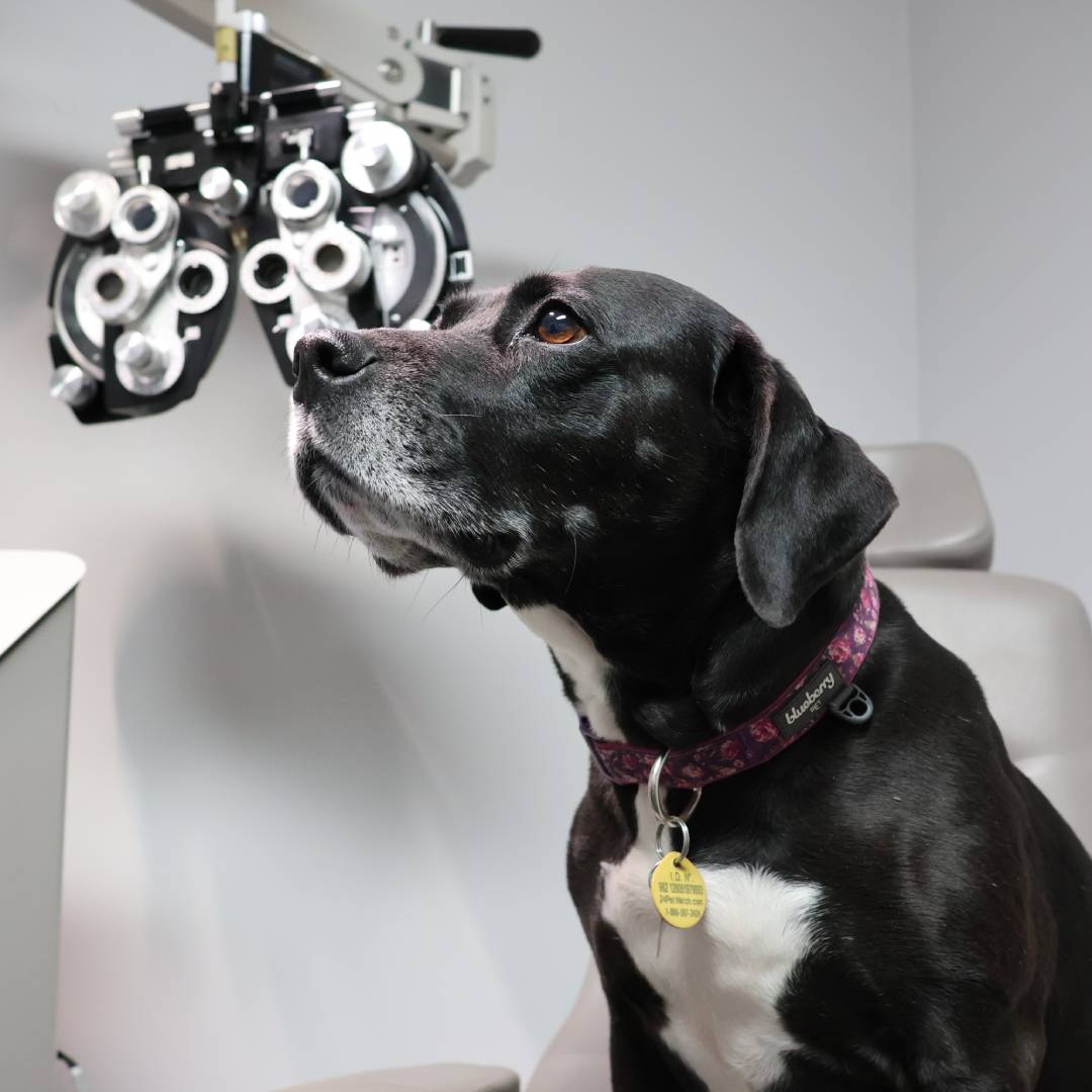 Animal eye exam at Amherst Eye Care