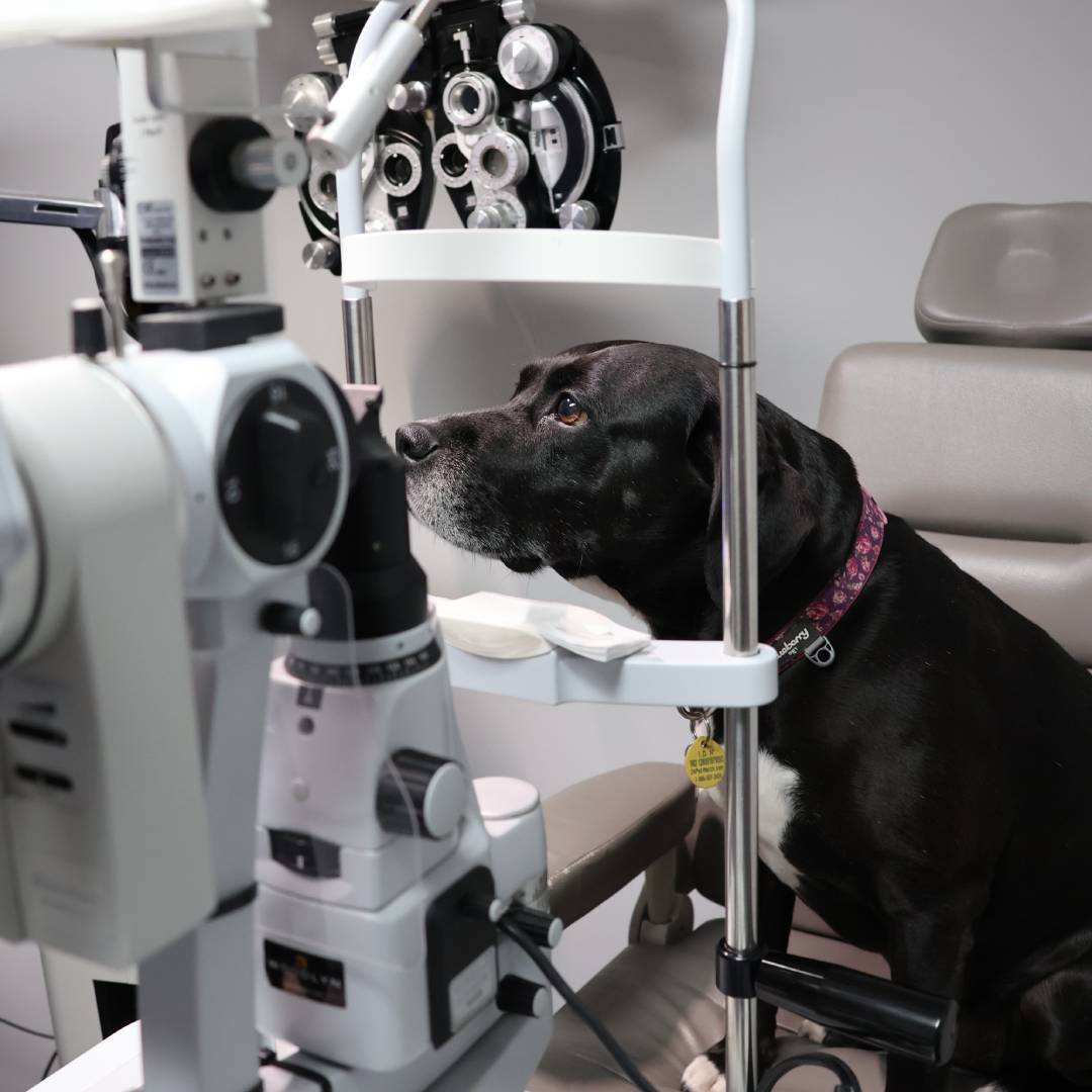 Animal eye exam at Amherst Eye Care