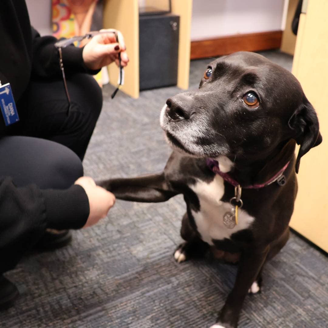Animal eye exam at Amherst Eye Care