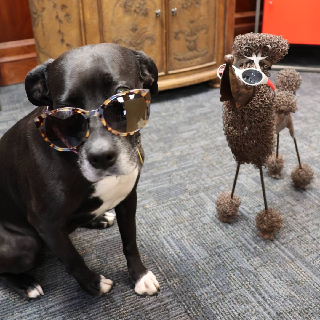 Animal eye exam at Amherst Eye Care