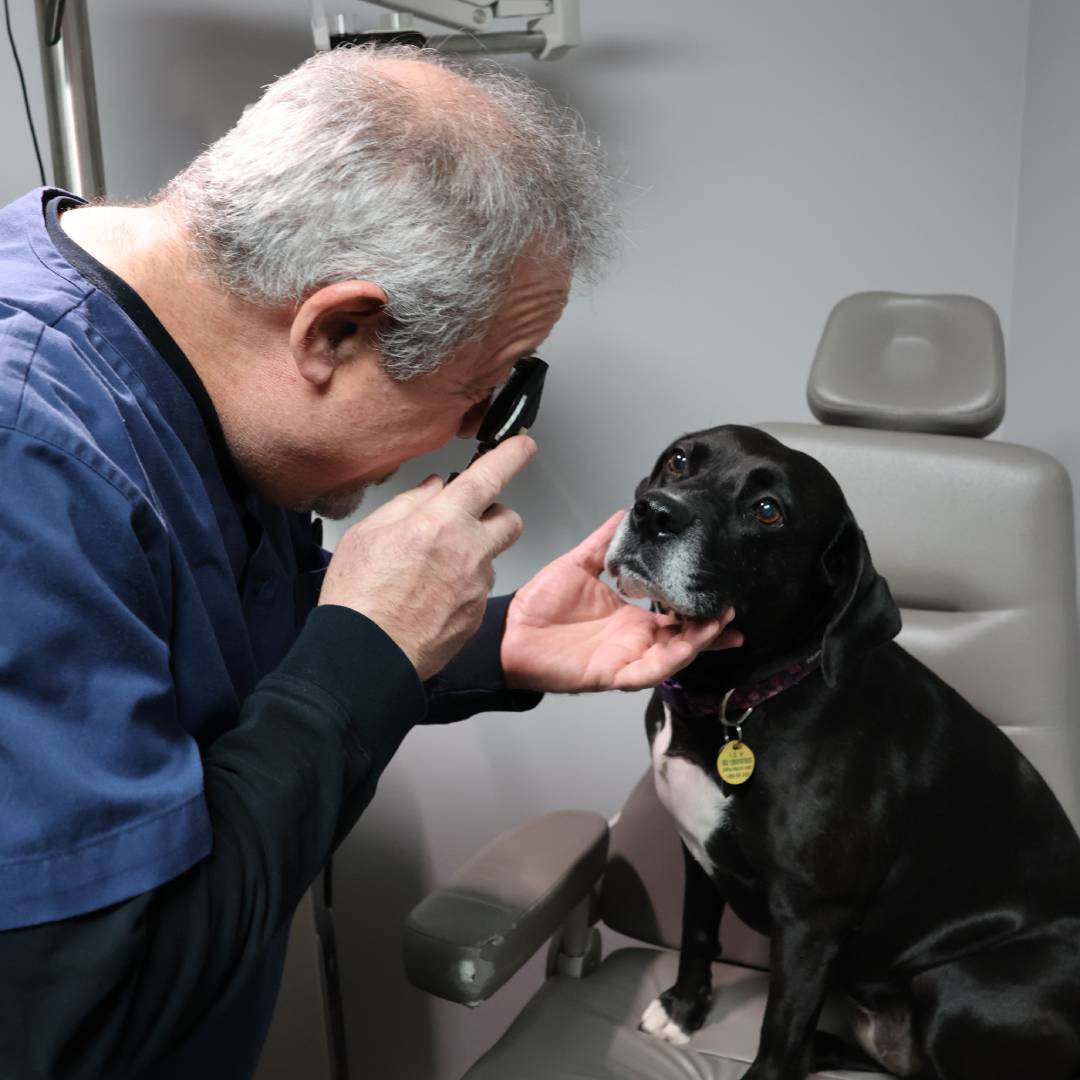 Animal eye exam at Amherst Eye Care